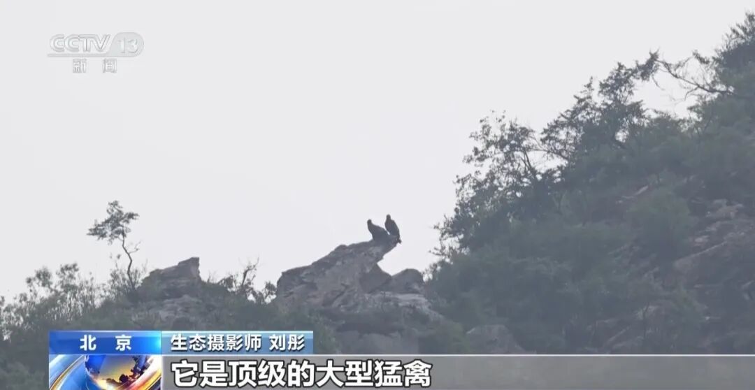 黑鹳、豹猫、中华斑羚、华北豹……北京正成为珍稀野生动物宜居家园 黑鹳、豹猫、中华斑羚、华北豹……北京正成为珍稀野生动物宜居家园