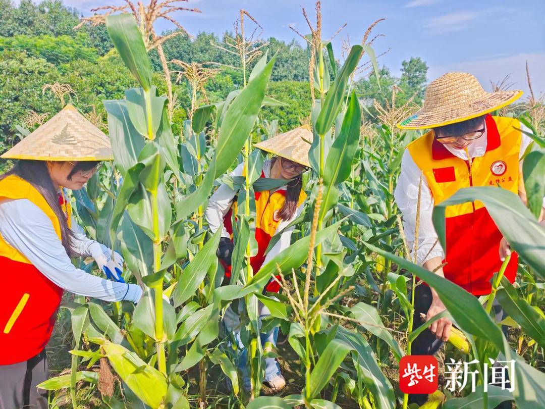 大学生与暴风雨争时间 帮乡亲田间抢收玉米