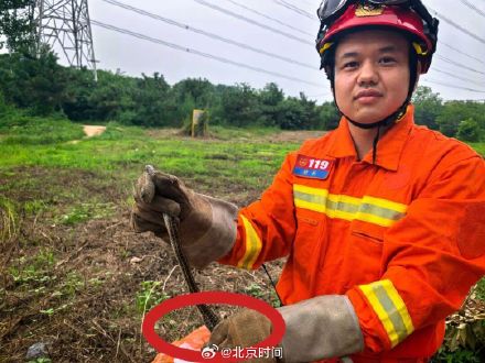 “贪吃蛇”吞了5只鸟被困笼中吓坏居民 “贪吃蛇”吞了5只鸟被困笼中吓坏居民
