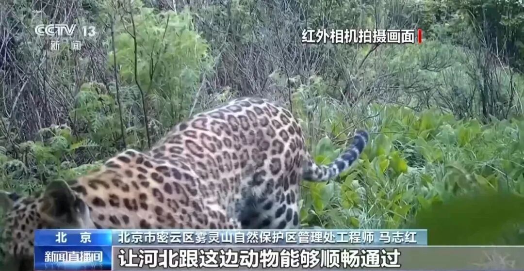 黑鹳、豹猫、中华斑羚、华北豹……北京正成为珍稀野生动物宜居家园 黑鹳、豹猫、中华斑羚、华北豹……北京正成为珍稀野生动物宜居家园