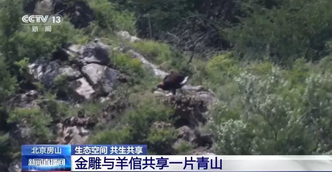 黑鹳、豹猫、中华斑羚、华北豹……北京正成为珍稀野生动物宜居家园 黑鹳、豹猫、中华斑羚、华北豹……北京正成为珍稀野生动物宜居家园