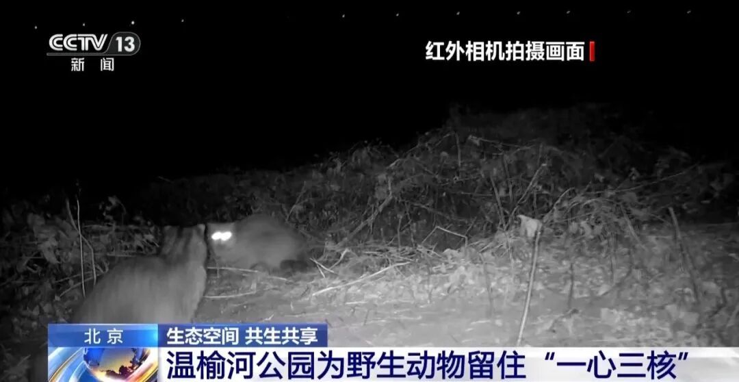 黑鹳、豹猫、中华斑羚、华北豹……北京正成为珍稀野生动物宜居家园 黑鹳、豹猫、中华斑羚、华北豹……北京正成为珍稀野生动物宜居家园