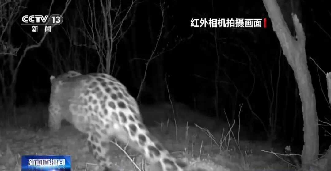 黑鹳、豹猫、中华斑羚、华北豹……北京正成为珍稀野生动物宜居家园 黑鹳、豹猫、中华斑羚、华北豹……北京正成为珍稀野生动物宜居家园