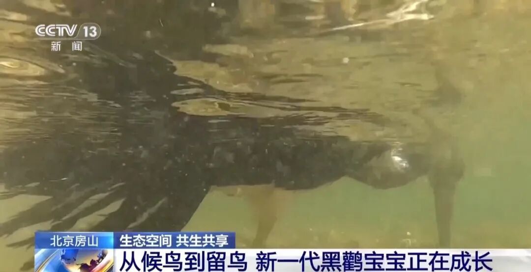 黑鹳、豹猫、中华斑羚、华北豹……北京正成为珍稀野生动物宜居家园 黑鹳、豹猫、中华斑羚、华北豹……北京正成为珍稀野生动物宜居家园