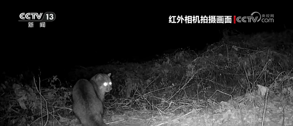 从候鸟到留鸟 北京正成为珍稀野生动物宜居家园 从候鸟到留鸟 北京正成为珍稀野生动物宜居家园