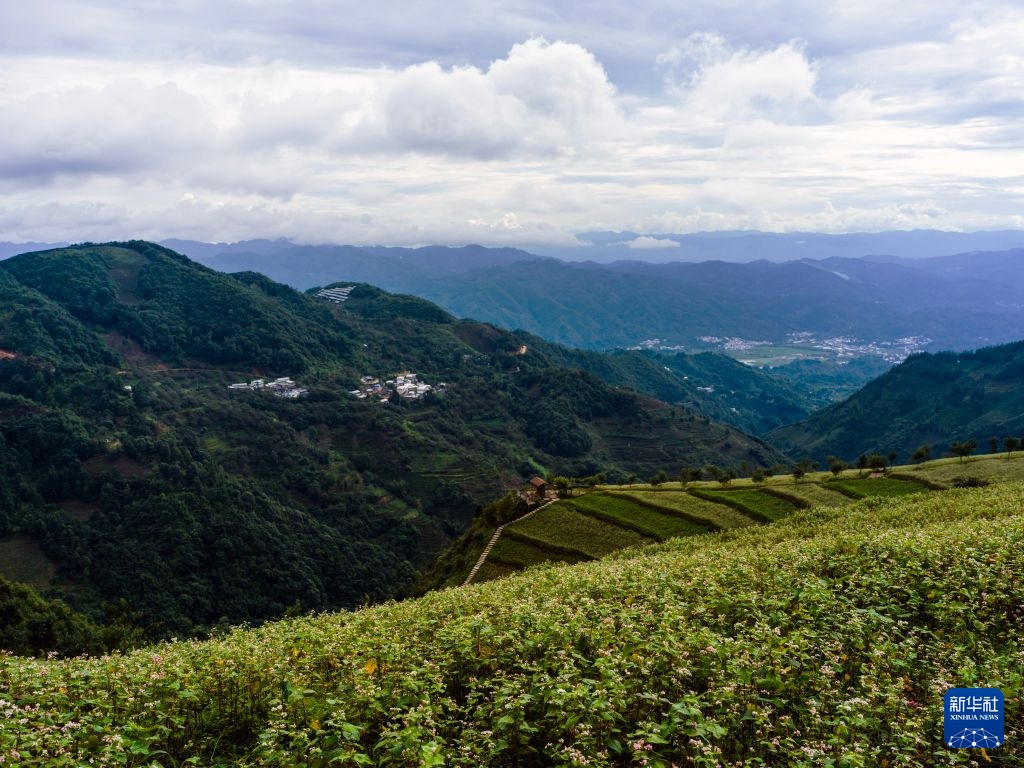 云南临沧：荞麦种植探索乡村振兴新路径