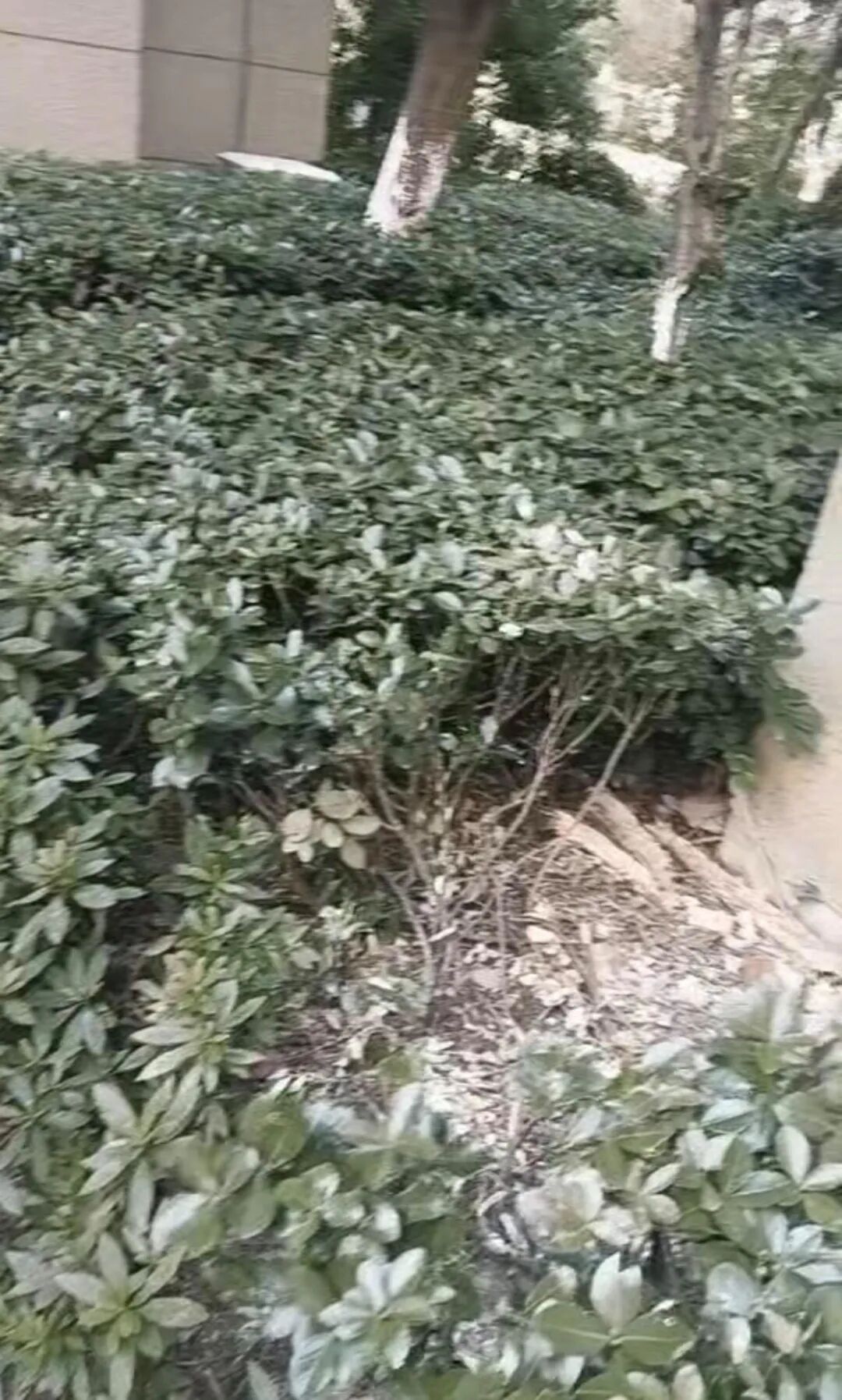 20岁女孩从18楼坠落，经医院抢救奇迹生还，家属：被楼下的树木挂住后，又跌落到绿化带