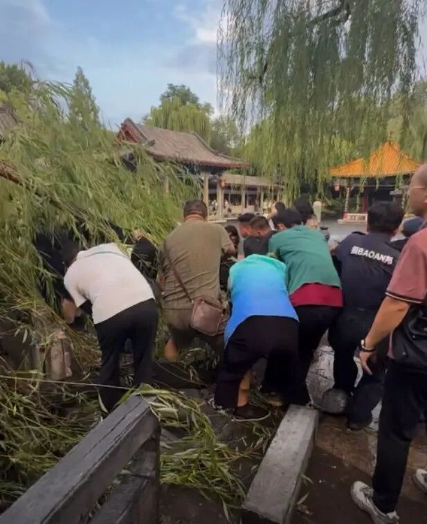 济南趵突泉一柳树突然折断，刮倒16名游客！景区通报：8人轻伤