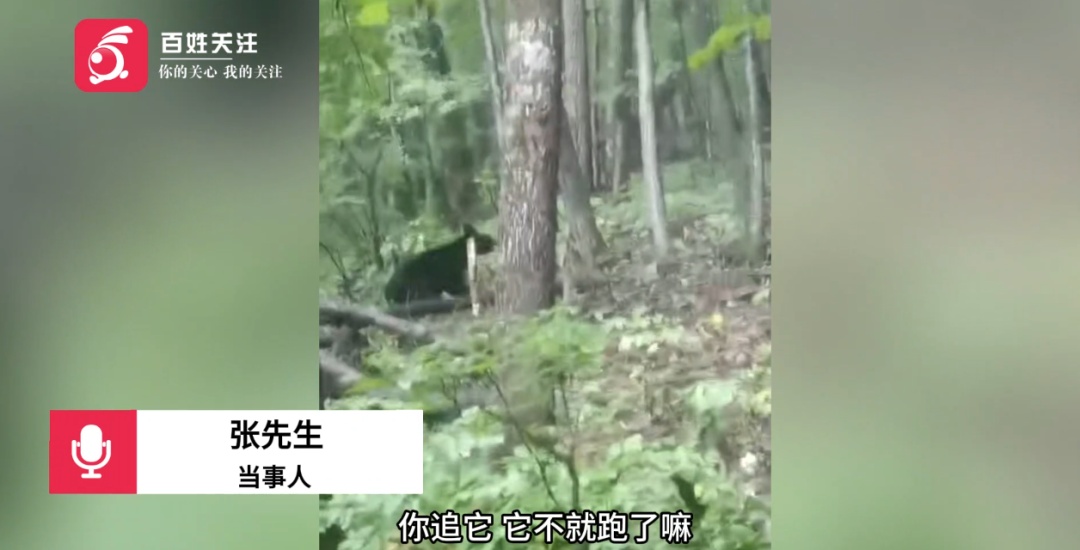 黑龙江一男子上山采蘑菇，偶遇500斤黑熊不跑反追，成功将其逼退
