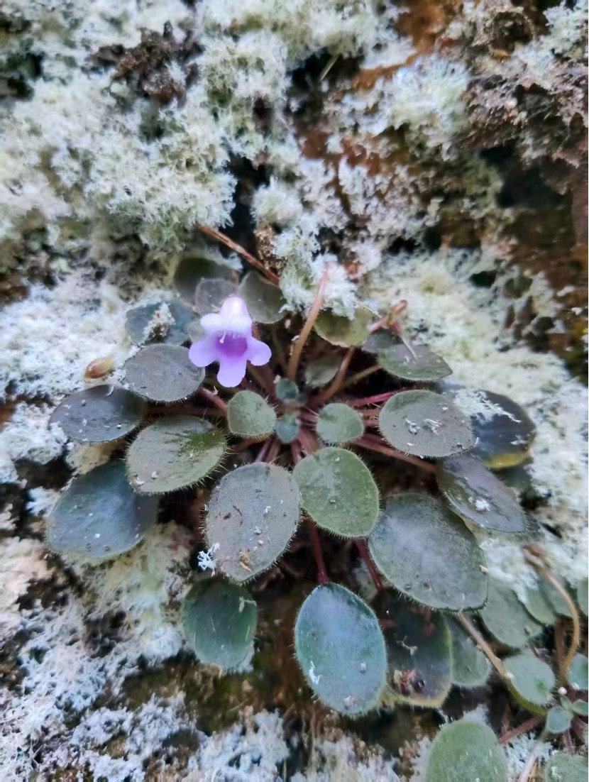 云南南滚河国家级自然保护区发现苦苣苔科新物种——沧源石蝴蝶