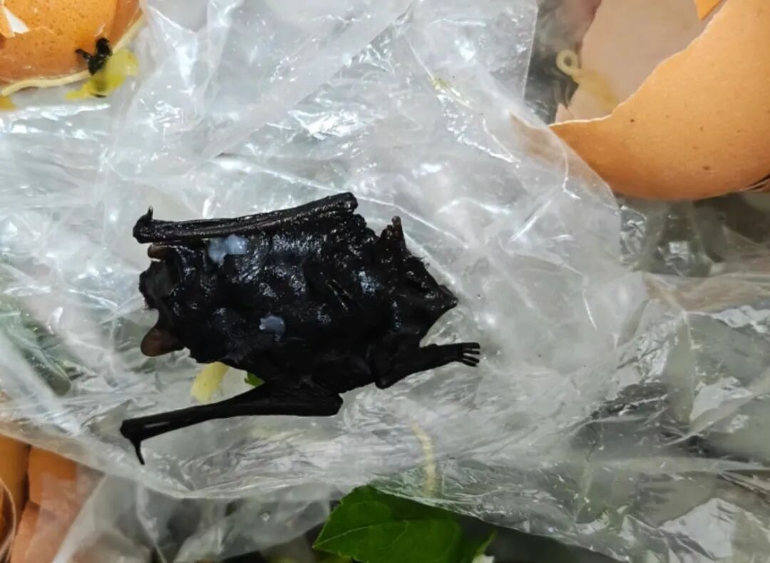 餐饮店肉片里吃出蝙蝠？当事人称儿子“哇哇吐”已就医，福建宁德当地市监已介入调查