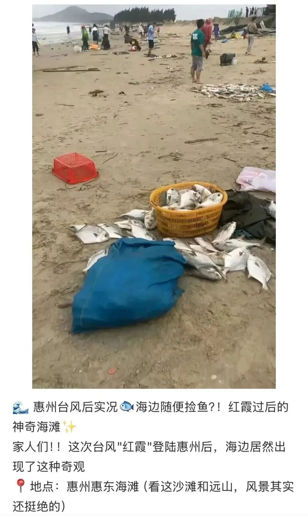 广东海滩出现金鲳鱼，市民纷纷“自助打包” ，专家提醒→