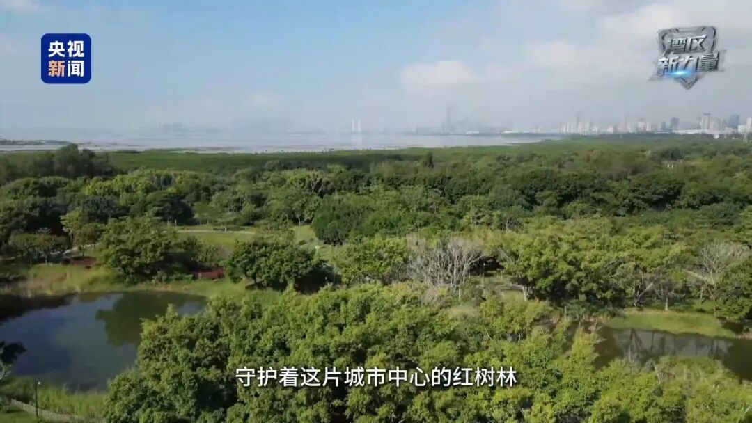 1吨只需300多元，深圳保护红树林“可太会了”