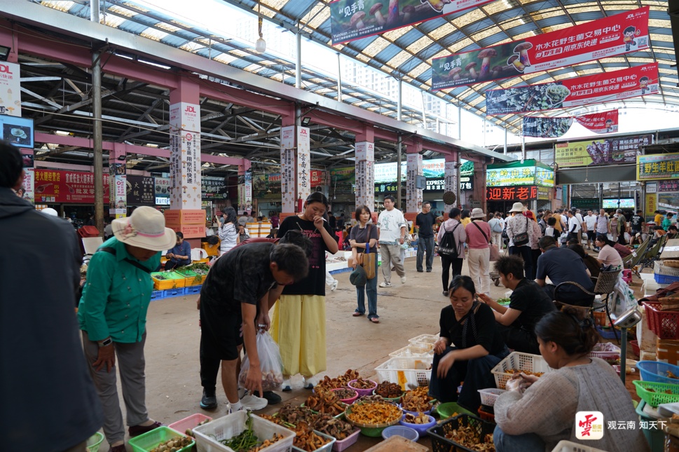 每天卖出500吨!云南这个市场进入“野生菌时间”,全国吃货都来了 每天卖出500吨!云南这个市场进入“野生菌时间”,全国吃货都来了