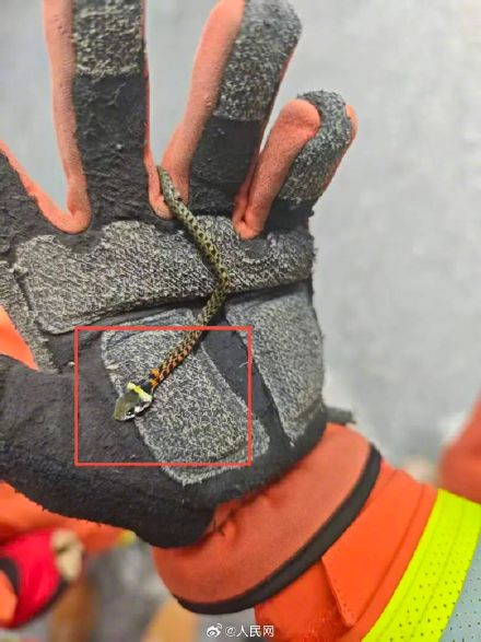注意！这种蛇个头迷你但暗藏剧毒