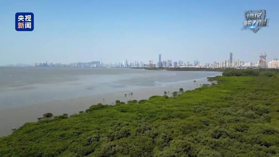 1吨只需300多元，深圳保护红树林“可太会了”