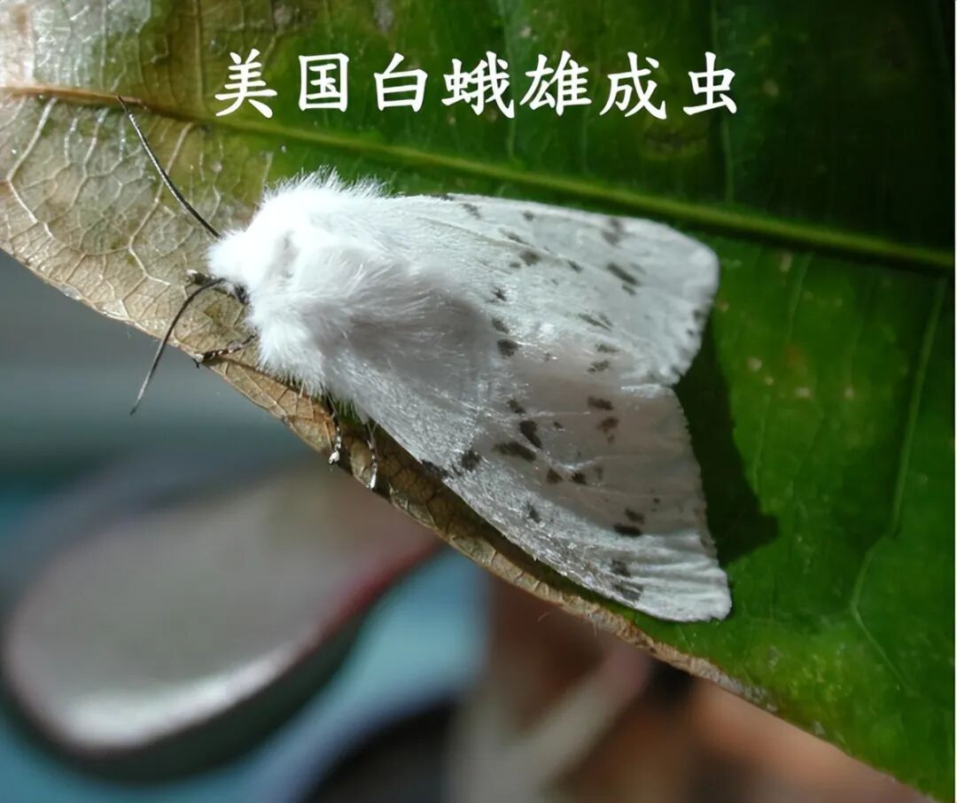 内蒙古一地发现有毒外来入侵物种