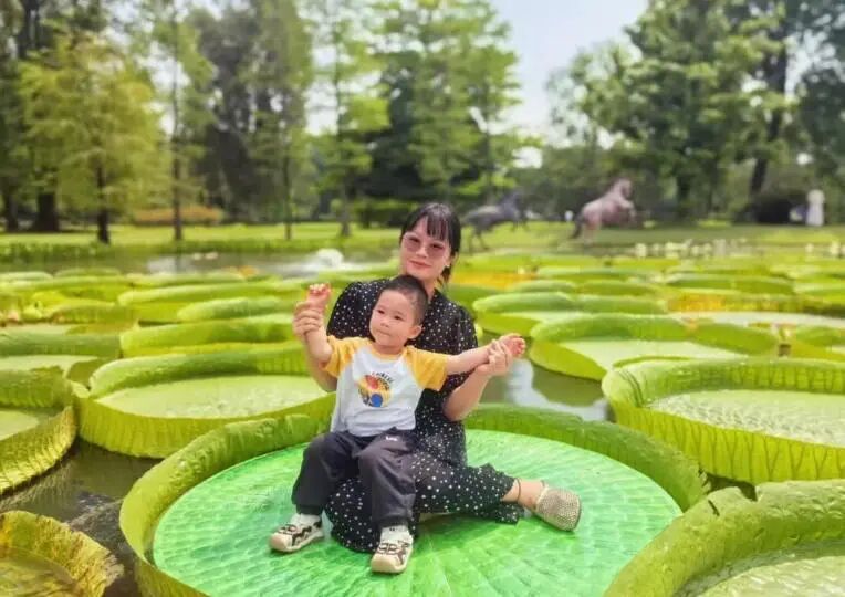 广州的超大莲叶，上面可以坐人了