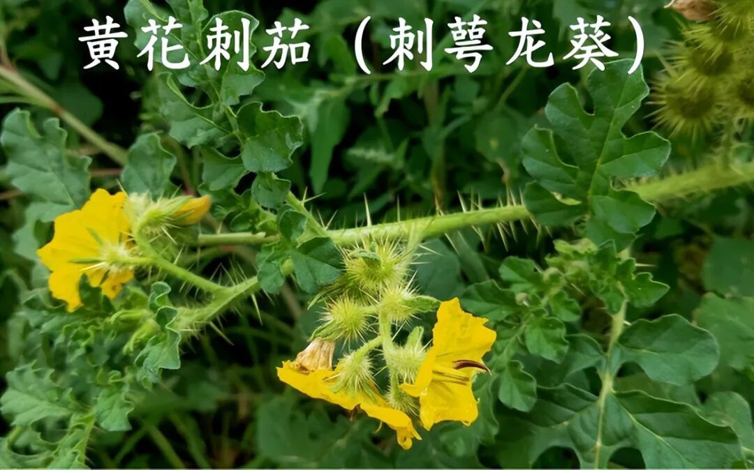 内蒙古一地发现有毒外来入侵物种