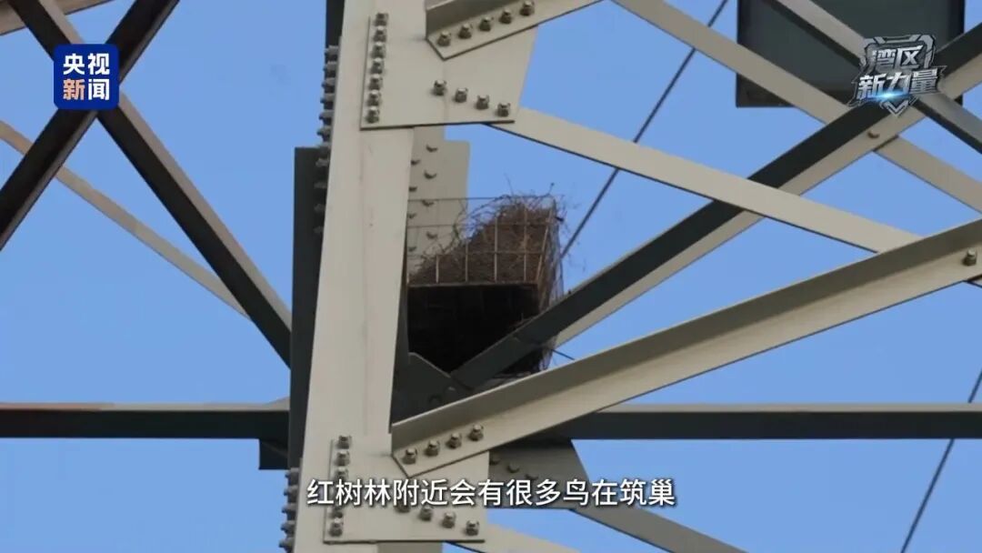1吨只需300多元，深圳保护红树林“可太会了”