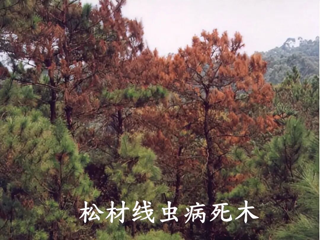 内蒙古一地发现有毒外来入侵物种