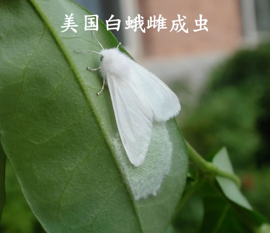 内蒙古一地发现有毒外来入侵物种