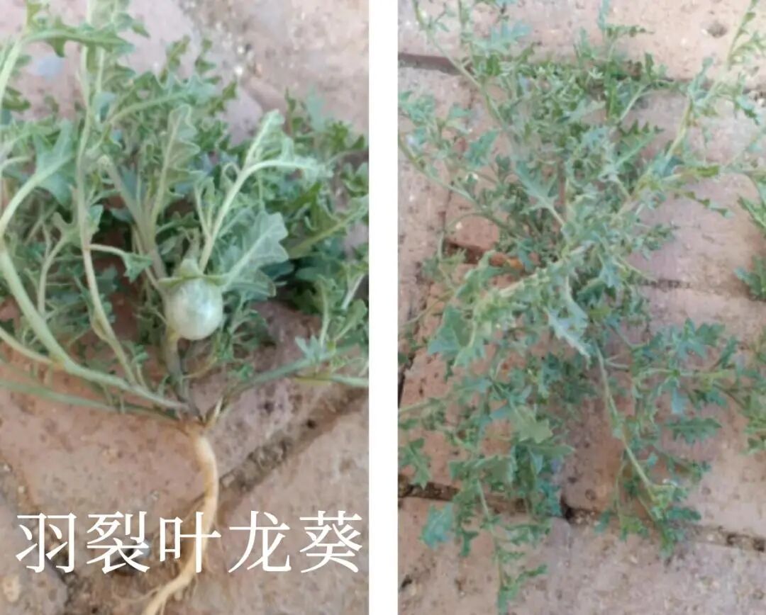 内蒙古一地发现有毒外来入侵物种
