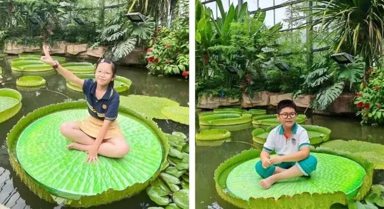 广州的超大莲叶，上面可以坐人了