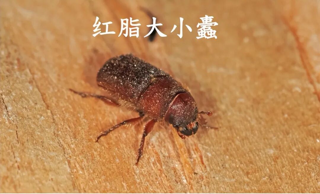 内蒙古一地发现有毒外来入侵物种