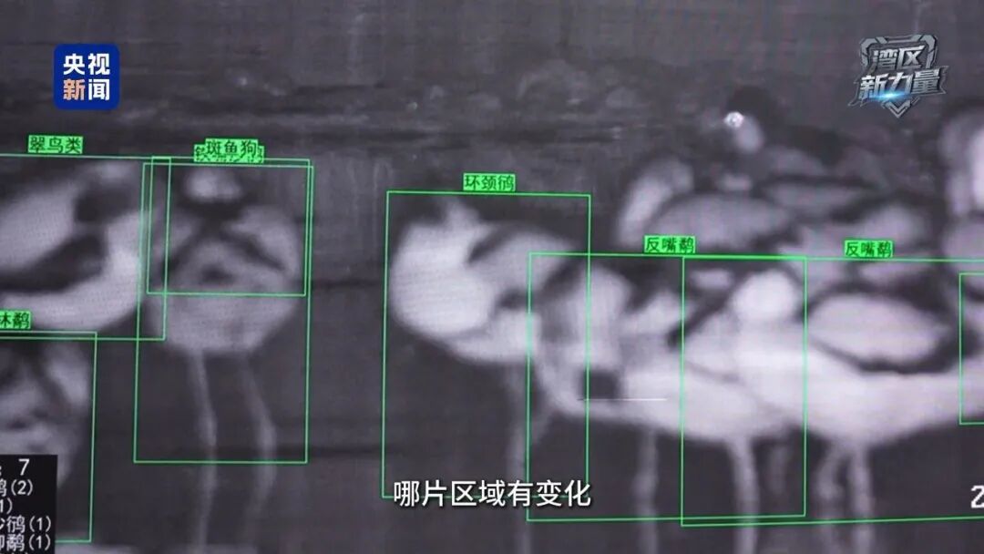 1吨只需300多元，深圳保护红树林“可太会了”