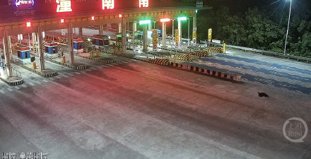 鸵鸟深夜“闯关”高速收费站 警方紧急处置化险为夷 鸵鸟深夜“闯关”高速收费站 警方紧急处置化险为夷