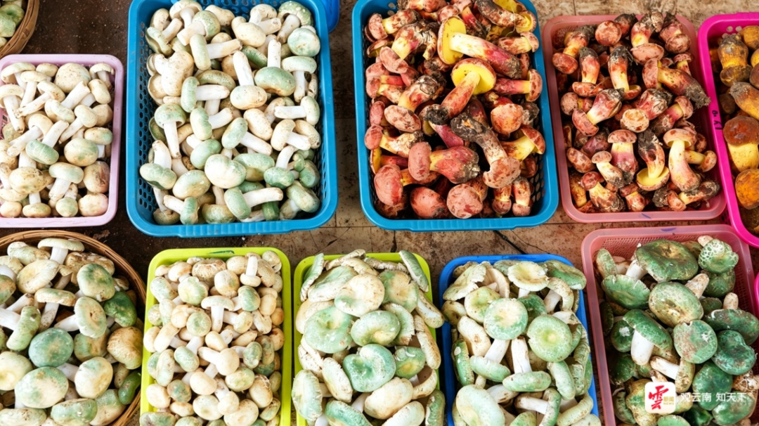 每天卖出500吨!云南这个市场进入“野生菌时间”,全国吃货都来了 每天卖出500吨!云南这个市场进入“野生菌时间”,全国吃货都来了