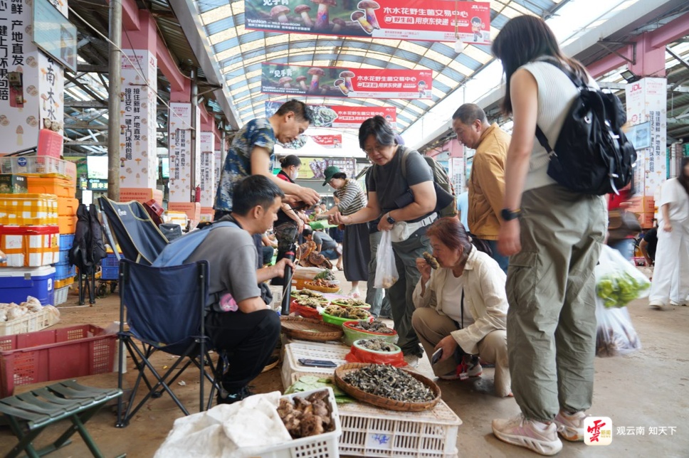 每天卖出500吨!云南这个市场进入“野生菌时间”,全国吃货都来了 每天卖出500吨!云南这个市场进入“野生菌时间”,全国吃货都来了