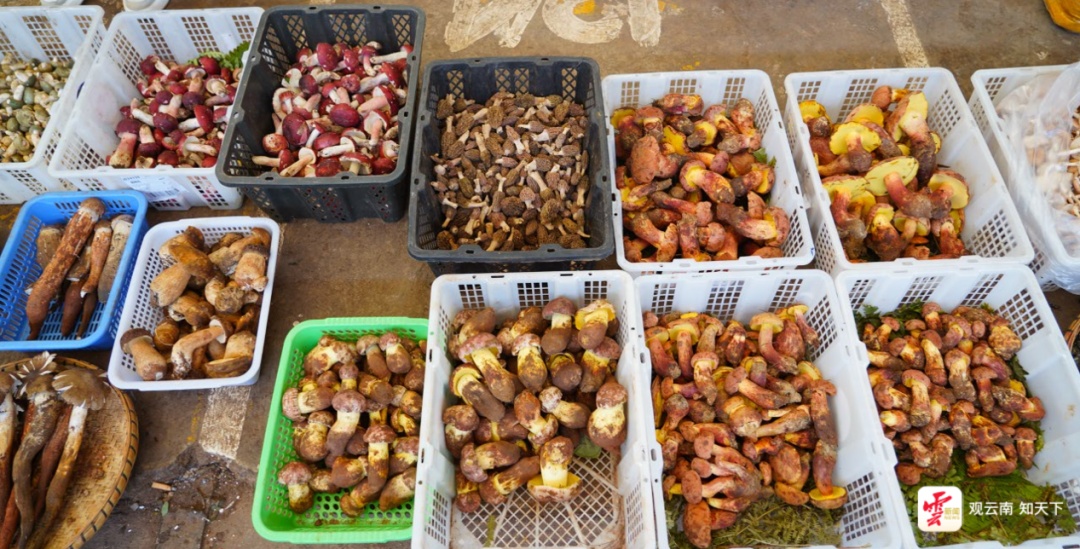 每天卖出500吨!云南这个市场进入“野生菌时间”,全国吃货都来了 每天卖出500吨!云南这个市场进入“野生菌时间”,全国吃货都来了
