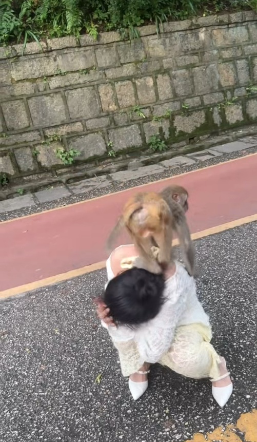 贵阳黔灵山一只猴子骑在女子头上蹦蹦跳跳,女子直呼“自己有点招架不住了” 贵阳黔灵山一只猴子骑在女子头上蹦蹦跳跳,女子直呼“自己有点招架不住了”