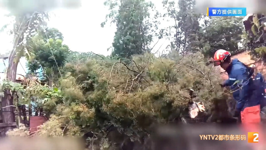 家门被倾倒大树死死堵住！昆明一对母女被困屋内无法出门，多方合力一小时移开枝干！