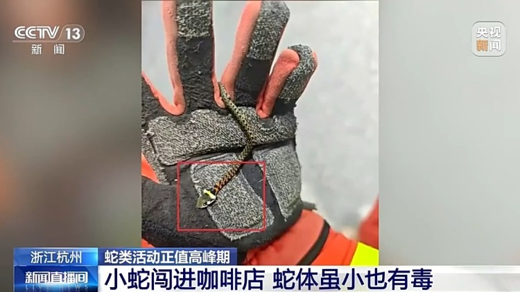 十厘米小蛇竟然有毒?夏季蛇类活动频繁 请当心! 十厘米小蛇竟然有毒?夏季蛇类活动频繁 请当心!