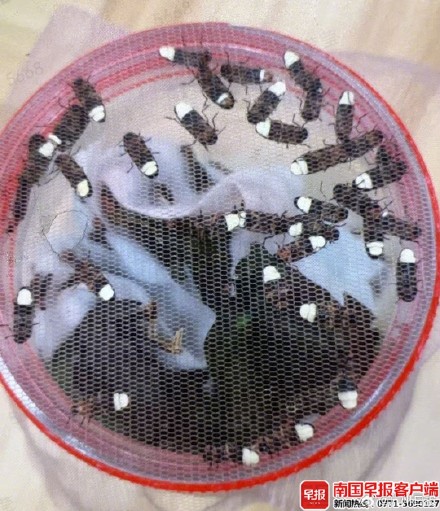 男子携上千只萤火虫坐高铁被查，欲前往外地贩卖