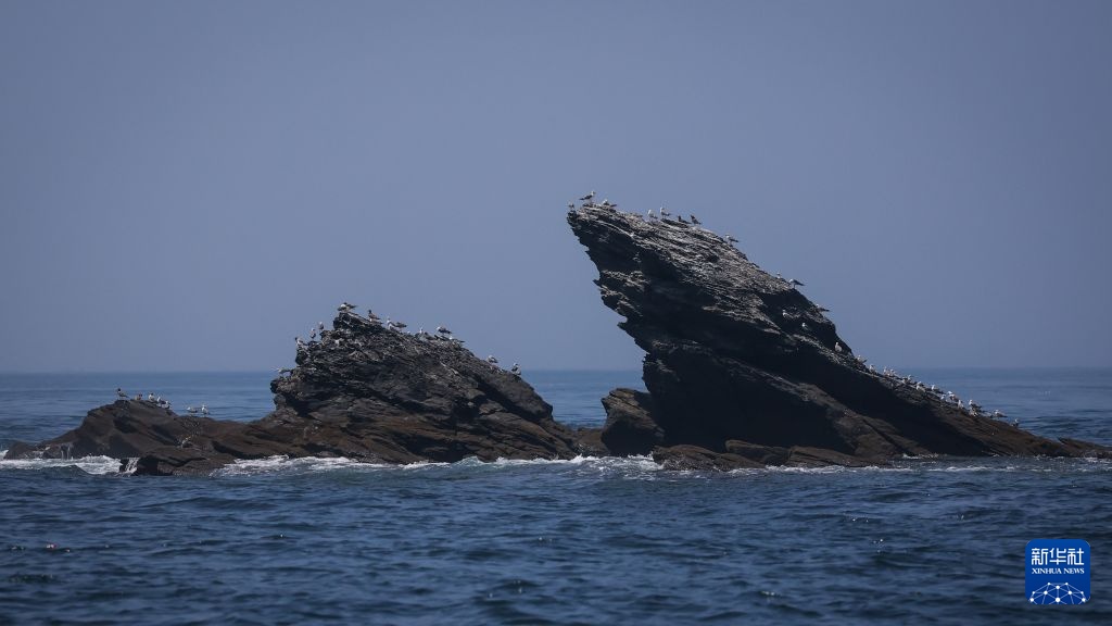 美丽中国丨探访辽宁大连长山群岛候鸟栖息地 美丽中国丨探访辽宁大连长山群岛候鸟栖息地