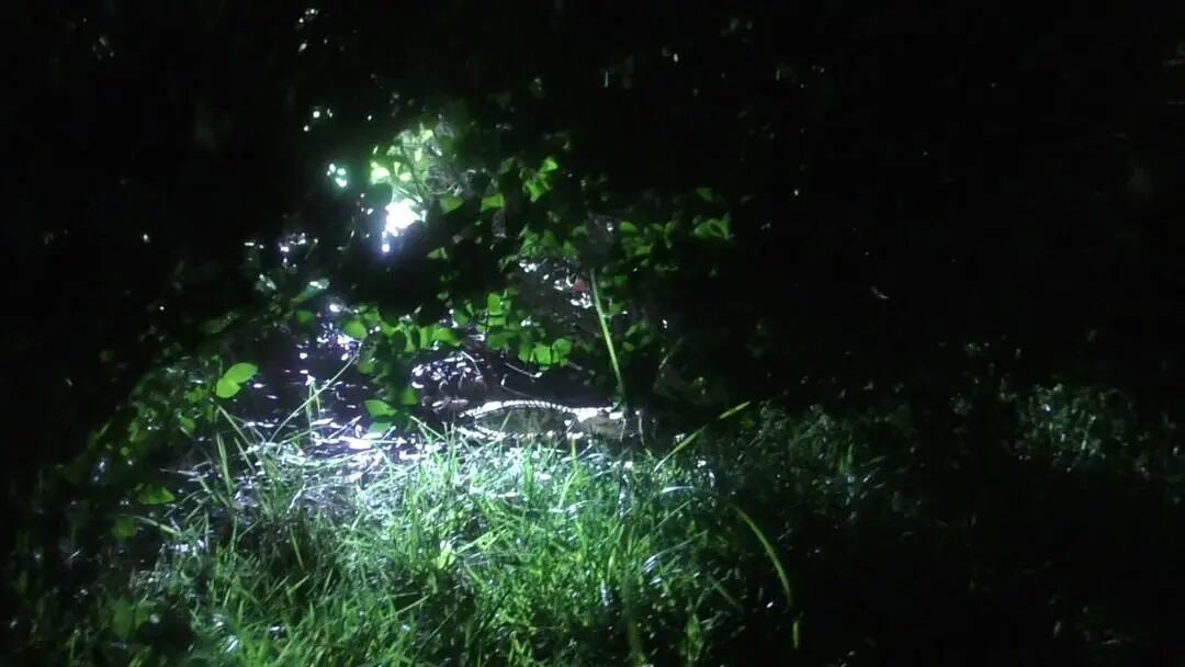 济南市区惊现鳄鱼!7名消防员紧急出动 济南市区惊现鳄鱼!7名消防员紧急出动