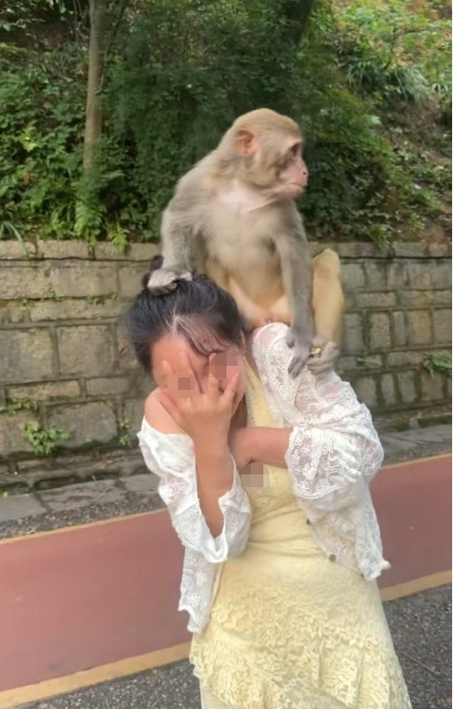 贵阳黔灵山一只猴子骑在女子头上蹦蹦跳跳,女子直呼“自己有点招架不住了” 贵阳黔灵山一只猴子骑在女子头上蹦蹦跳跳,女子直呼“自己有点招架不住了”
