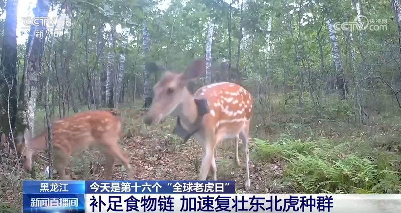 给老虎补足“口粮”!放归梅花鹿,东北虎回来了 给老虎补足“口粮”!放归梅花鹿,东北虎回来了