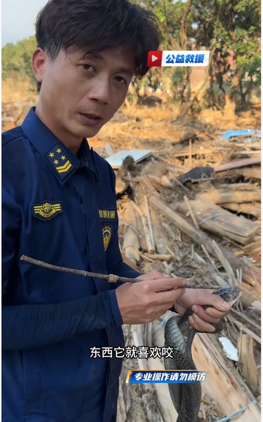 男子在广西横州徒手抓毒蛇近半个月,当事人:曾被无毒水律蛇咬伤 男子在广西横州徒手抓毒蛇近半个月,当事人:曾被无毒水律蛇咬伤