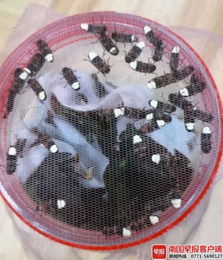 携带上千只萤火虫，想到柳州贩卖！男子还没上车就被抓了！