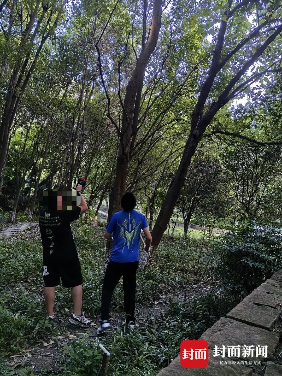 成都“捕蝉大军”每晚打手电钻树林，有人赚了一千多元，目前收购价每斤150到200元，专家提醒