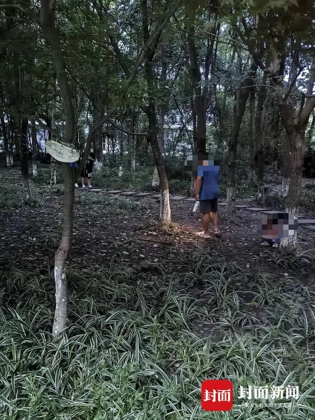 成都“捕蝉大军”每晚打手电钻树林，有人赚了一千多元，目前收购价每斤150到200元，专家提醒
