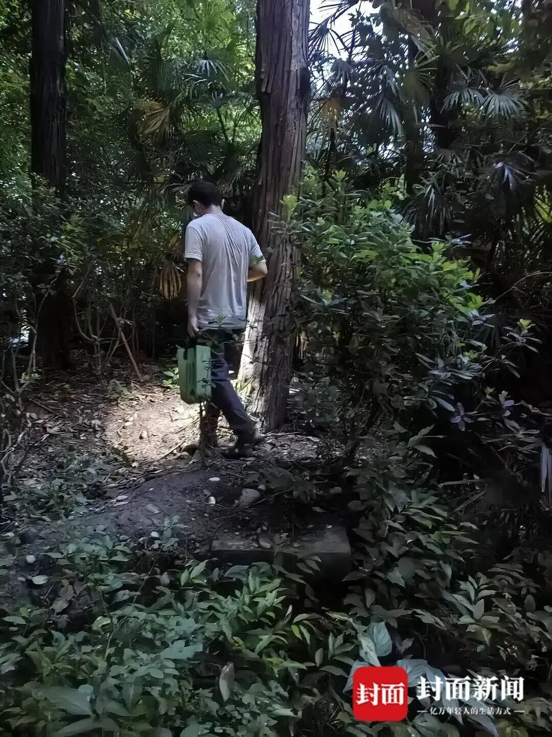 成都“捕蝉大军”每晚打手电钻树林，有人赚了一千多元，目前收购价每斤150到200元，专家提醒