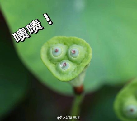 上海古猗园莲蓬长出表情包 上海古猗园莲蓬长出表情包