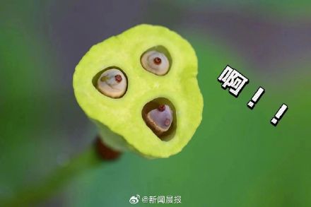 上海古猗园莲蓬长出表情包 上海古猗园莲蓬长出表情包