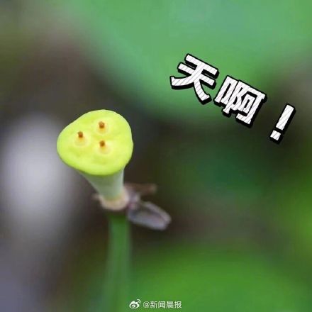 上海古猗园莲蓬长出表情包 上海古猗园莲蓬长出表情包
